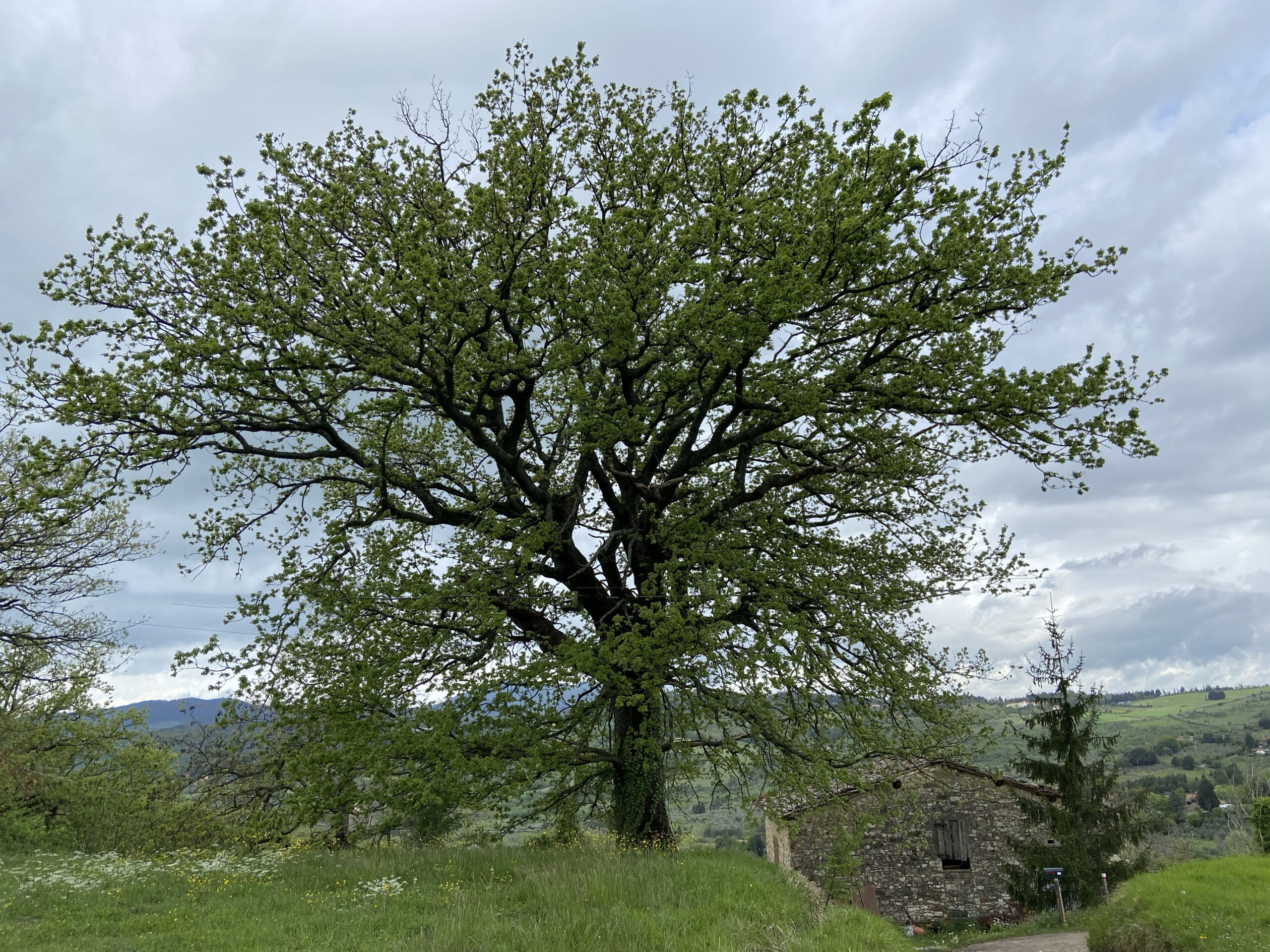la roverella (Quercus Pubescens) monumentale presso la Torre di Buiano (Fiesole)