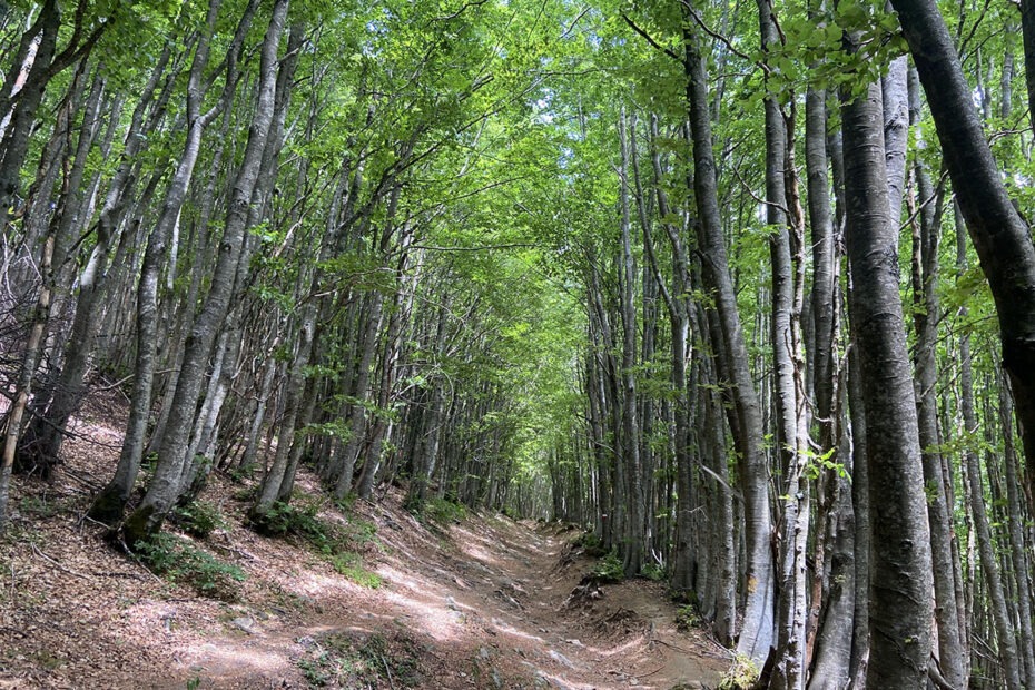 parco nazionale delle foreste casentinesi